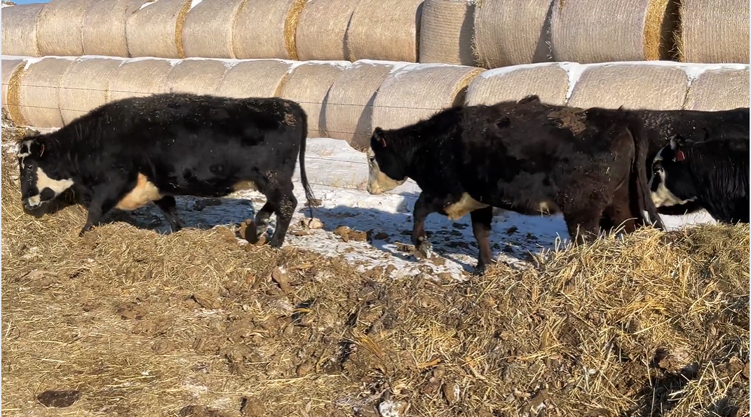 BC307D5 BIG, FANCY, BLACK BALDIE, BRED COWS!